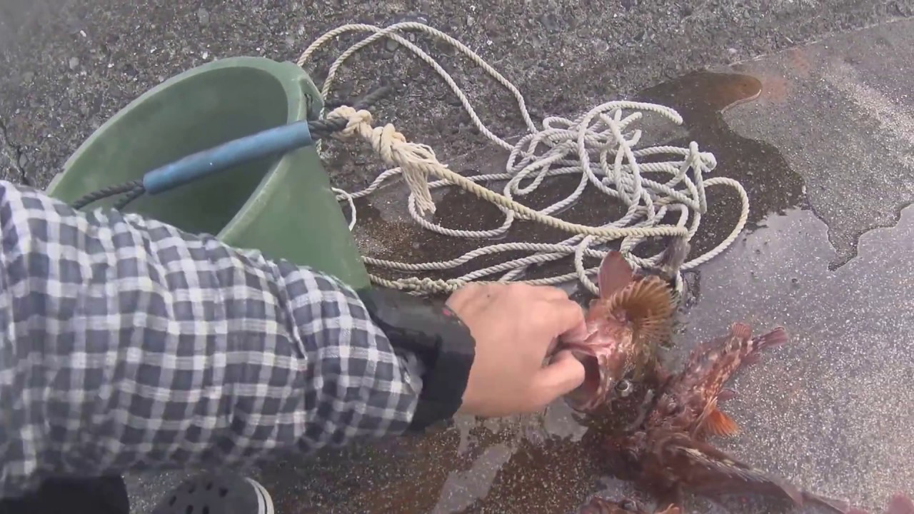 釣ったカサゴでヒレ酒を作って見ました これはイケる Youtube