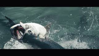 Fish filmed in 2K up-converted to 8K at 300FPS | RED Weapon Helium 8k