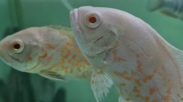 The Greatest Trial: Fitnah of Dajjal | Signs, Protection & Final Defeat (Authentic Hadeeth Series)