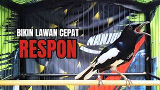 PANCINGAN KACER bahan SUSAH bunyi, KACER GACOR NGEPLONG bikin KACER MANAPUN ikut GACOR