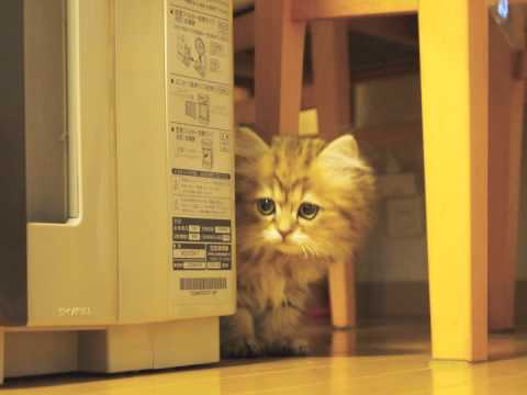 おれ、ねこ