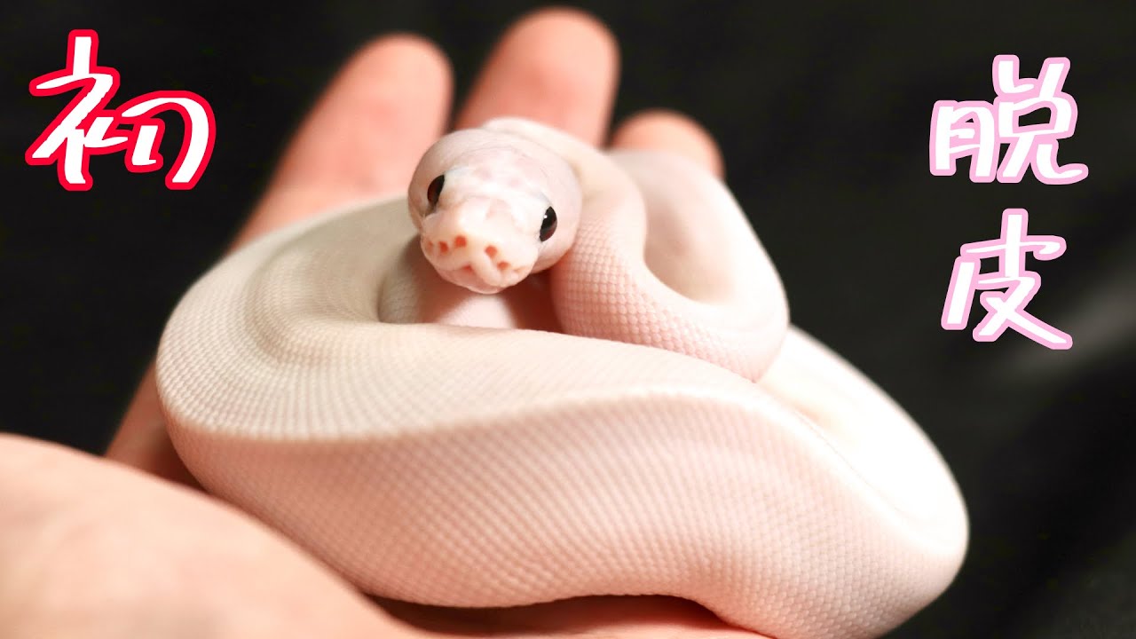 白ヘビの脱皮した皮 Messenger of God] White snake immediately after shedding its