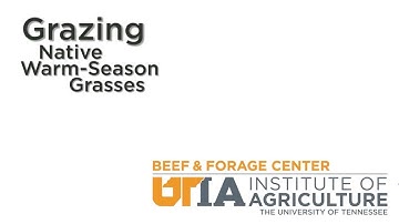 Grazing Native Grasses