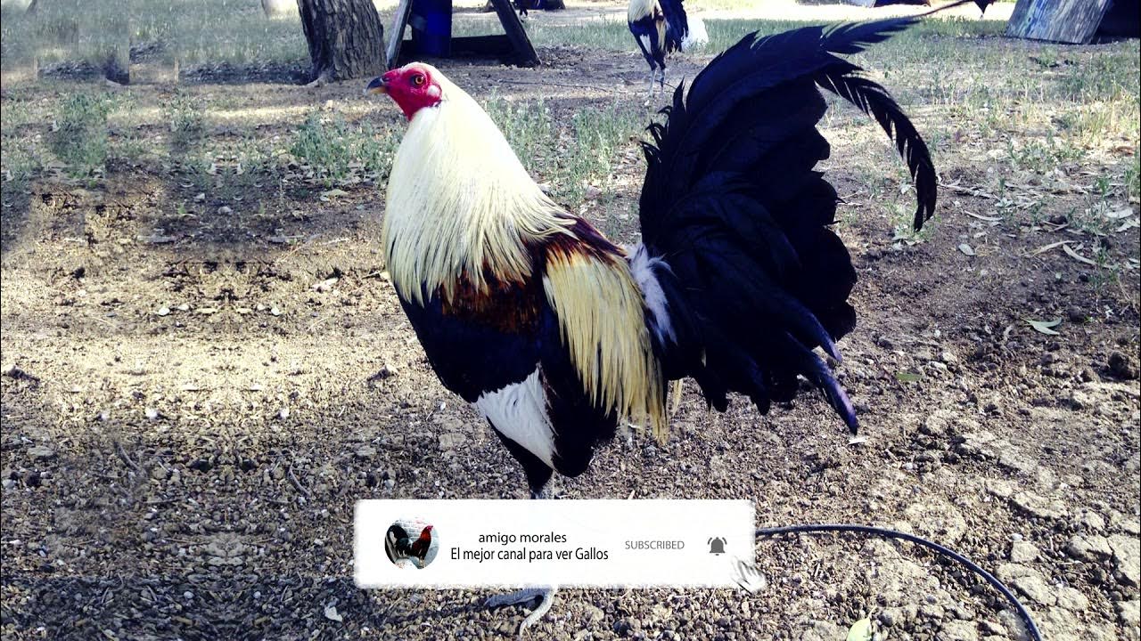 Los Mejores Giros Regular Grey, Giros Roy Brady, Giros Puckett, Giros