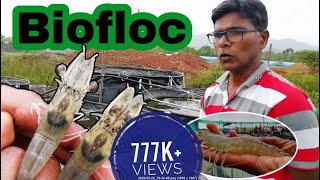 Shrimp Farming in Homemade Biofloc-Part3 | Prawns Farming | Vannamei (90 Day Update)