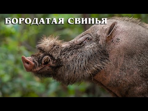 Видео: Почему у свиней бородки?