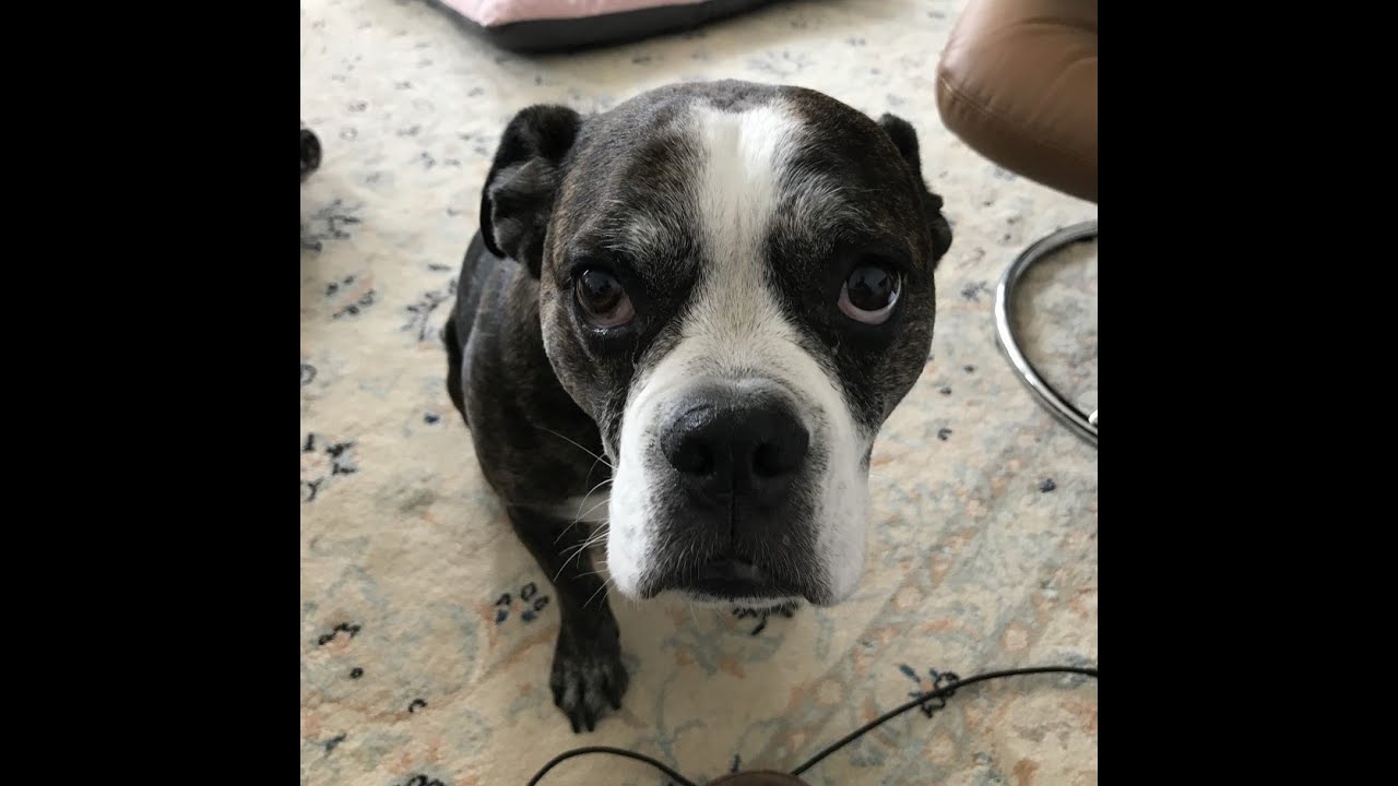 FUNNY DOG CANT GET COMFORTABLE! Bulldog wants to cuddle! YouTube