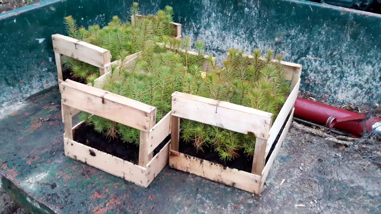 palombe.org - Plantation de pins