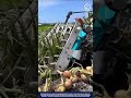 Smart Onion Harvesting Machine Work for Field Digging and Windrowing