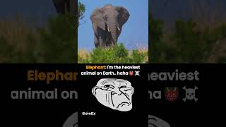 Blue Whale The Heaviest Animal On Earth earth fact animal astronomy