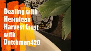 Dealing with Herculean Harvest crust with Dutchman420