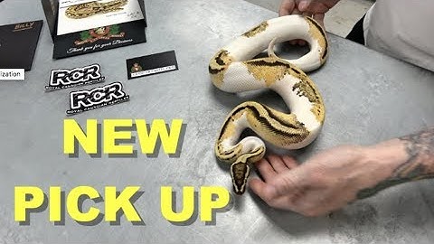 Unboxing A Powerhouse Male Pied ! Quality From Canada