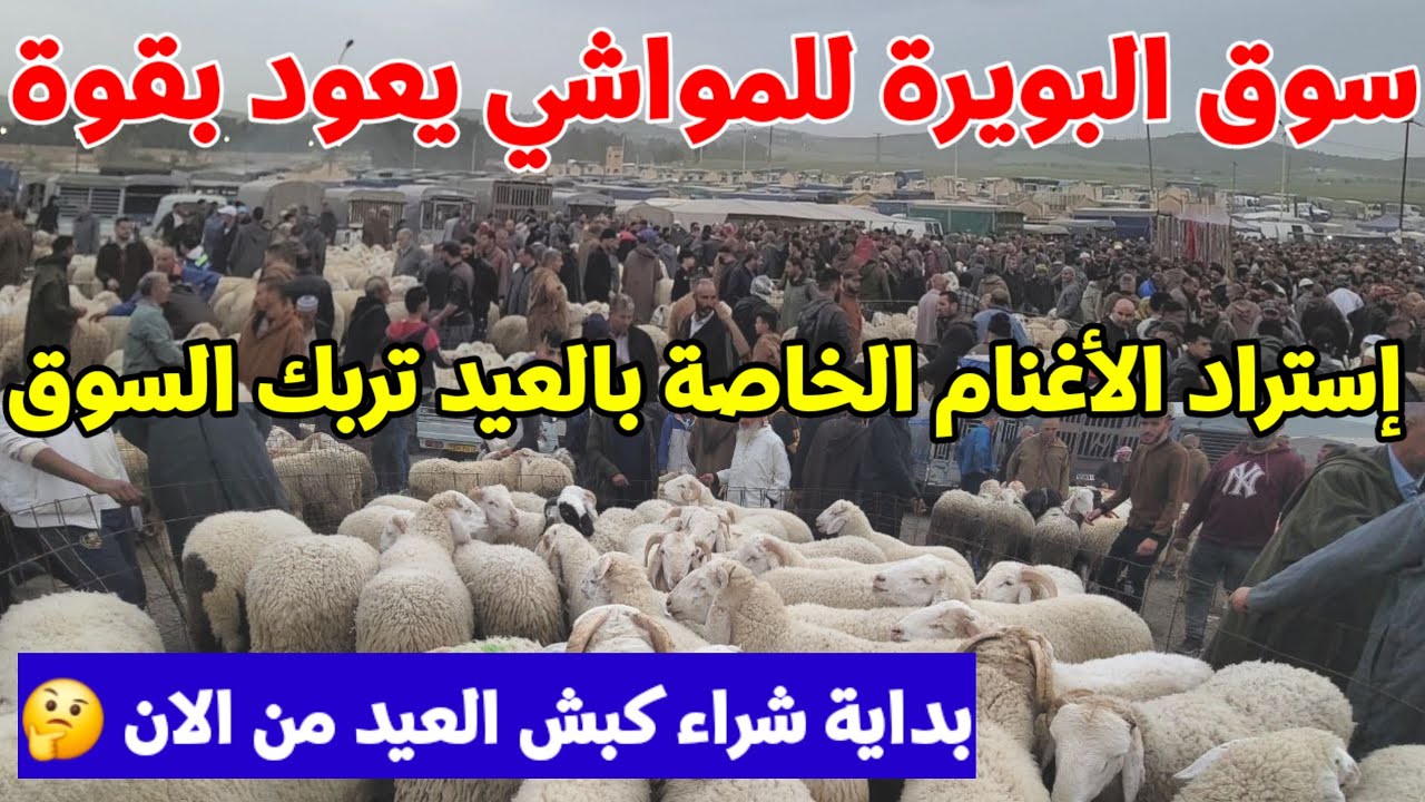 الحدث الابرز الكل يتحدث عن تراجع أسعار الكباش  تغطية خاصة بأحد أكبر أسواق المواشي في الجزائر البويرة