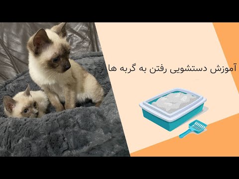 تصویری: نحوه آموزش رفتن به توالت به گربه ها