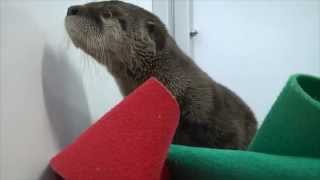 Otter pup wakes up from nap