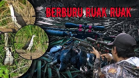 GILA‼️BERBURU BURUNG RUAK RUAK DI SPOT YANG JARANG DI MINATI TERNYATA MELIMPAH