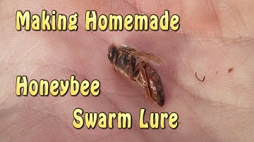 Homemade Honeybee Swarm Lure (Bee Bait)