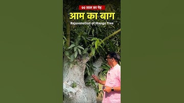 How to Rejuvenate Old MANGO Orchard || आम के पूराने पेड़ का नवीनीकरण