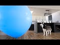 Dog surprised with giant balloon for 9th birt.ay
