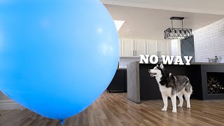 Dog Surprised with GIANT Balloon For 9th Birthday! by My Mountain Husky 270,804 views 1 year ago 2 minutes, 2 seconds