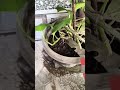 new plant in bottals 🤩 #houseplants #garden