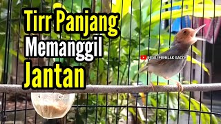 PRENJAK BETINA Ngetir Panjang Istimewa Suara Jernih Memanggil PRENJAK JANTAN, Cocok buat MASTERAN.