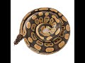 African Ball Python -  Interesting Facts