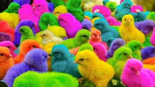 Catch Cute Chickens, Colorful Chickens, Rabbits, Cats, Swans,Ducks,Betta Fish, Turtle, Cute Animals