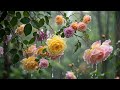The MOST Relaxing Rain Sounds for Deep Sleep Gentle Rain on Forest Stream ASMR Natural Sounds