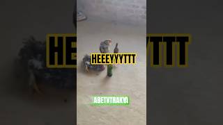 Al Şu Şişeleri Sarhoş Tavuklar