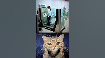 Bombastic treadmill #cat #meme #funny