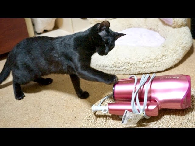 飼い主が使い終わった後の黒猫の様子