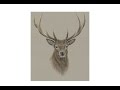 Special Deer Portrait Drawing!