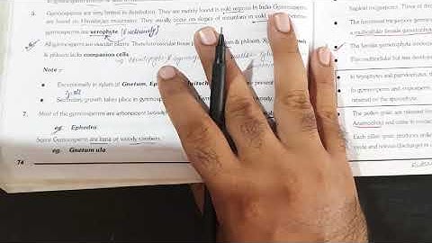 4.GYMNOSPERM...part...2