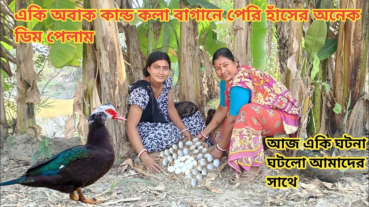 অবাক কান্ড, কলা মোচা নামাতে এসে কলাবাগানে পেরি হাঁসের অনেক ডিম পেলাম ll Nandita Sundarban life 