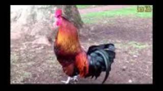 ayam nyanyi lagu edan turun