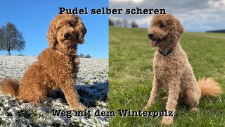 Pudel selber scheren - weg mit dem Winterpelz