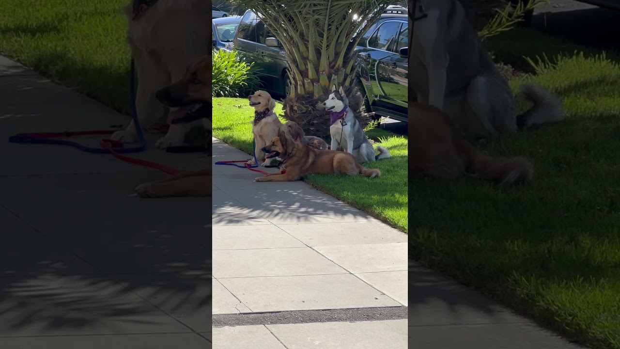 Four very well-behaved dogs with their trainer