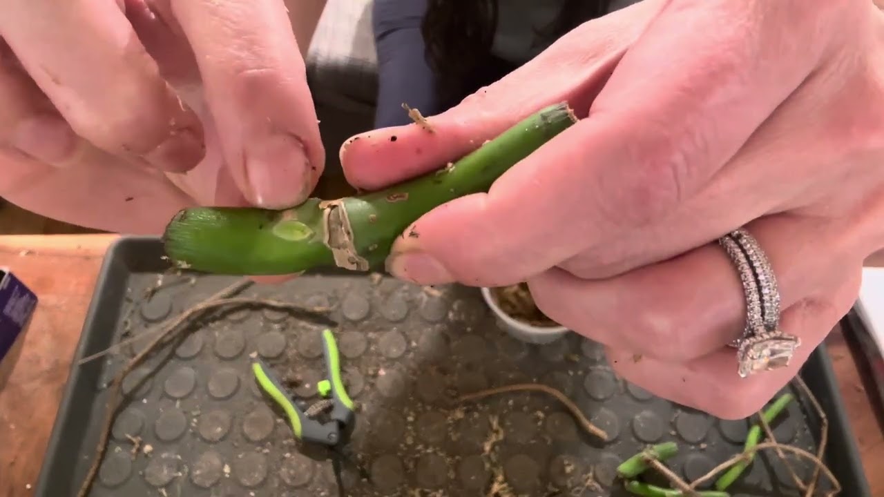 Monstera wet stick propagation 