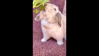 Rabbit loves crunchy veggies ❤#shorts