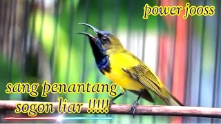 SOGON PENJEBOL BIRAHI/!! RIWIK LANGSUNG NEMBAK. #sogon #birds
