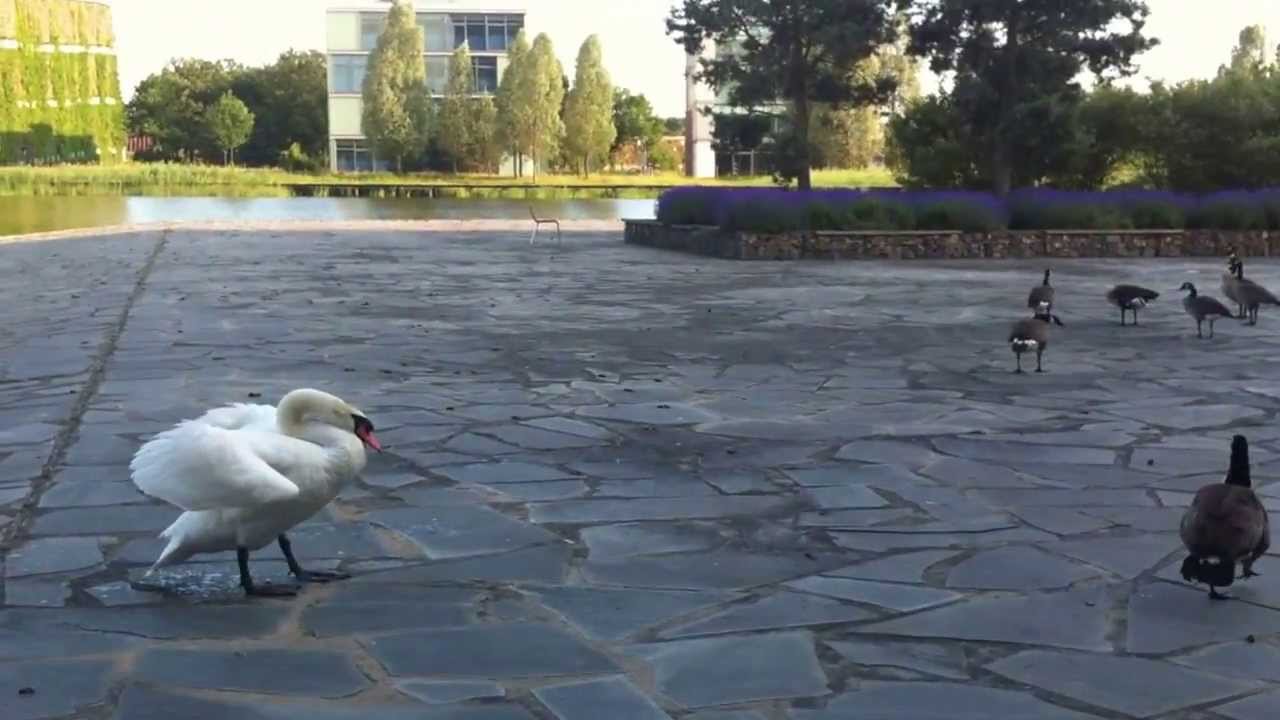 fight! swan vs canada goose leader! 