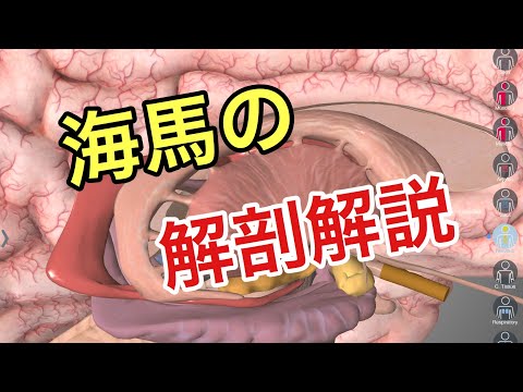 基礎解剖:海馬と扁桃体について 解説してみた