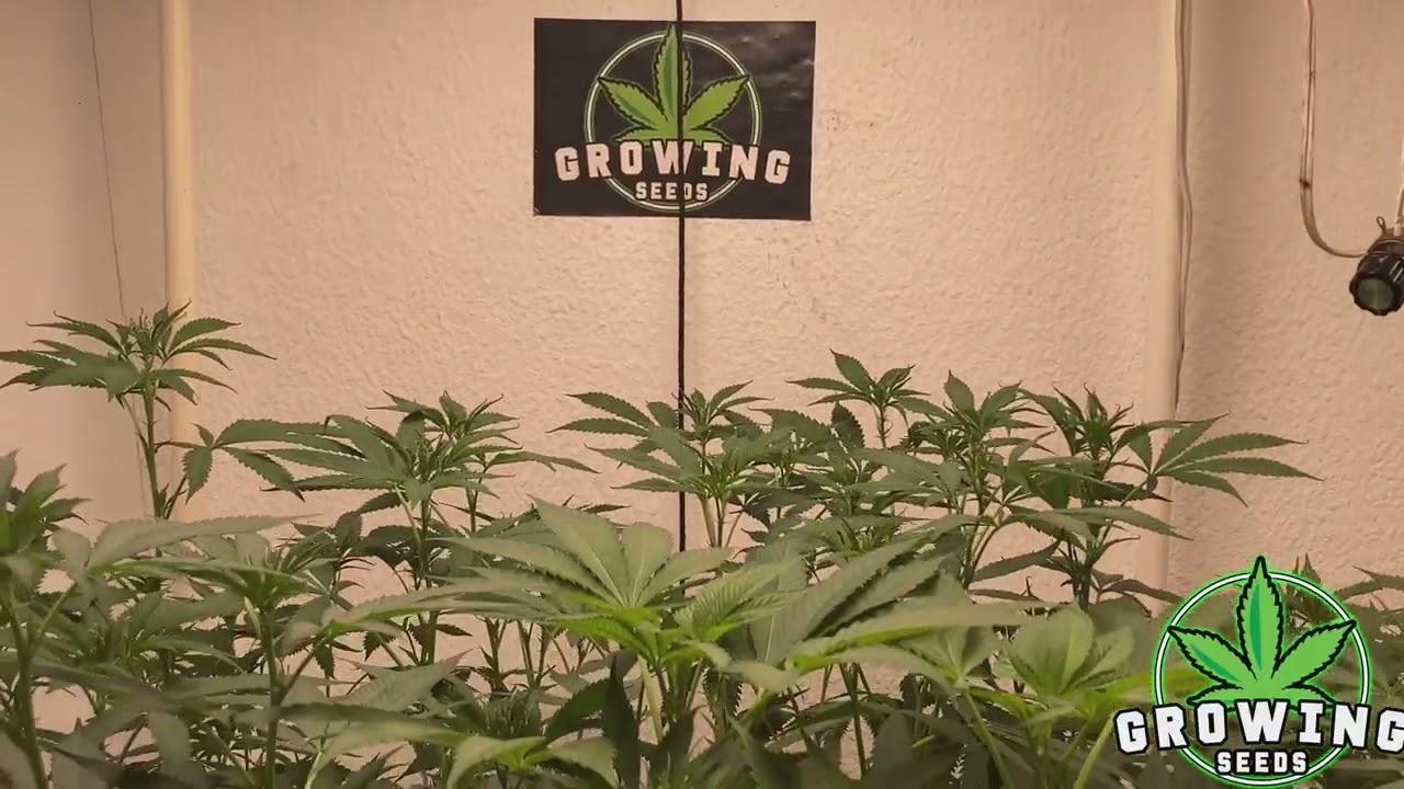 Cómo hacer un buen súper cropping y poda de hoja!