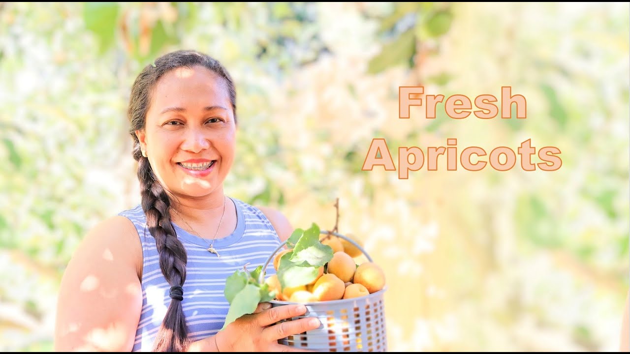 Picking Fresh Apricots Apricot Tree VICZONS vlog YouTube