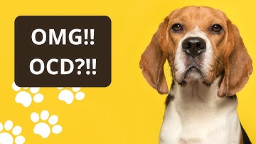 How to Deal with OCD in Pets - The Easy Way!!