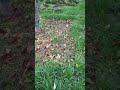 Медоносы между грядками #дача #садоводство #огород #шортс #медоносы #горчица #удобрения
