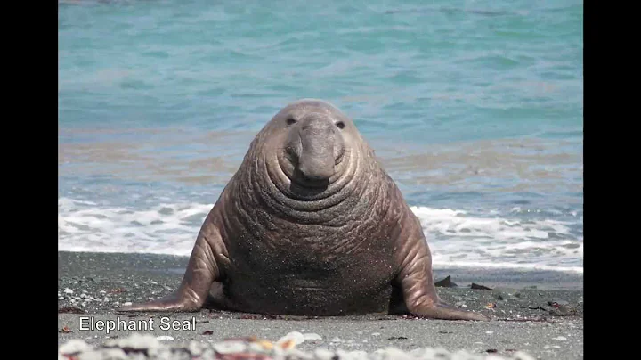 HunterJohnsonMusic FACES 4m55s © 2011 C. Hunter Johnson.mp4