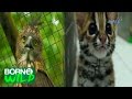 Born to be Wild: The Visayan Leopard Cat and Pinsker’s Hawk Eagle