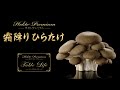 【1月】霜降りひらたけレシピ(スパニッシュオムレツ/大根のきんぴら)